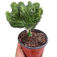 Euphorbia Mermaid Tail cactus with fan like tail in a terracotta pot against a plain background.