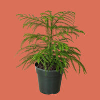 Potted green Norfolk Island Pine  plant on a peach background from House of Agave.