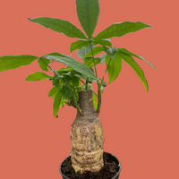 Potted MONEY TREE plant with a textured pot on a terracotta background.
