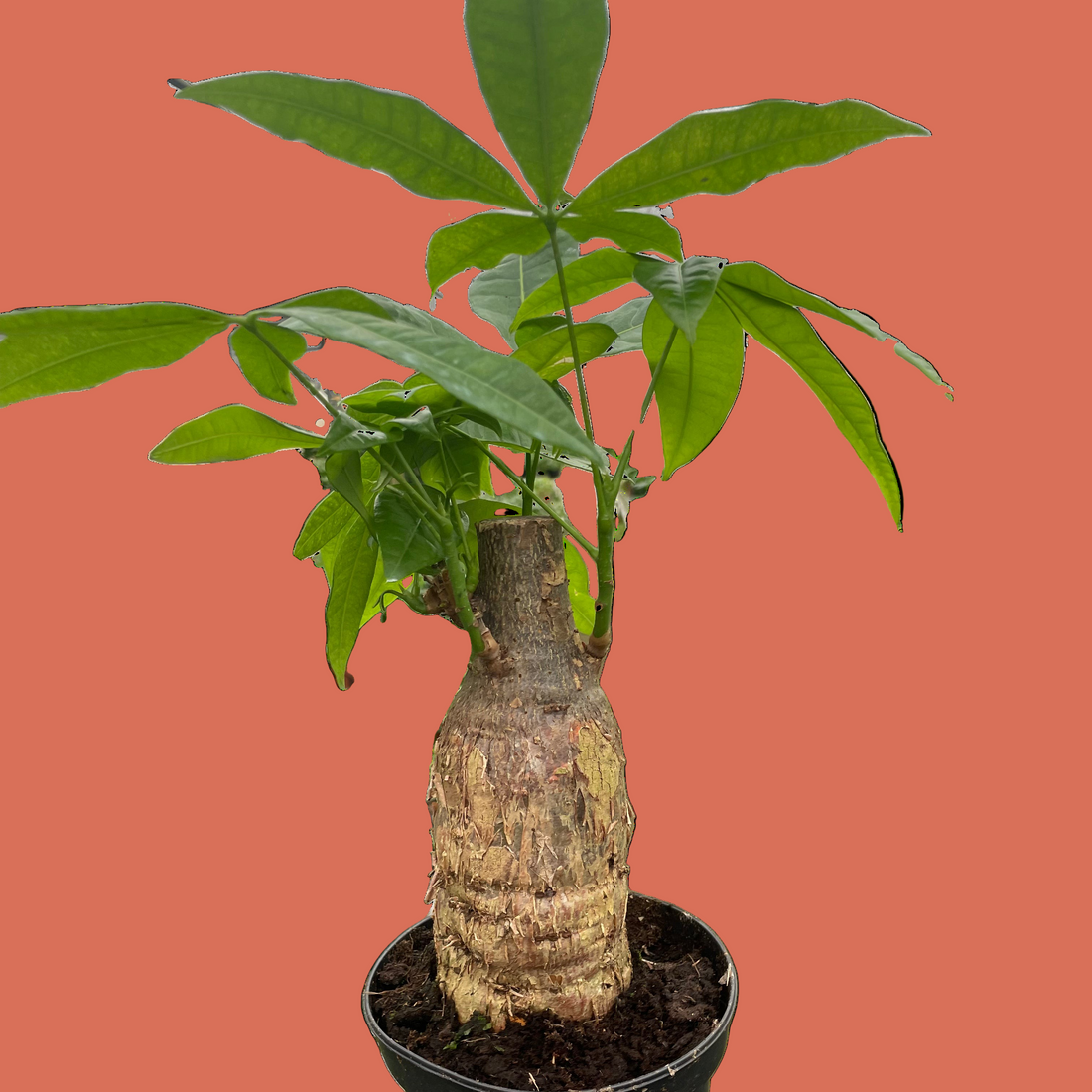 Potted PACHIRA AQUATICA MONEY TREE STUMP plant with a thick stem and green leaves held by a hand against a terracotta background from House of Agave.