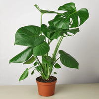 Potted green MONSTERA DELICIOSA STATEMENT plant on a neutral background.