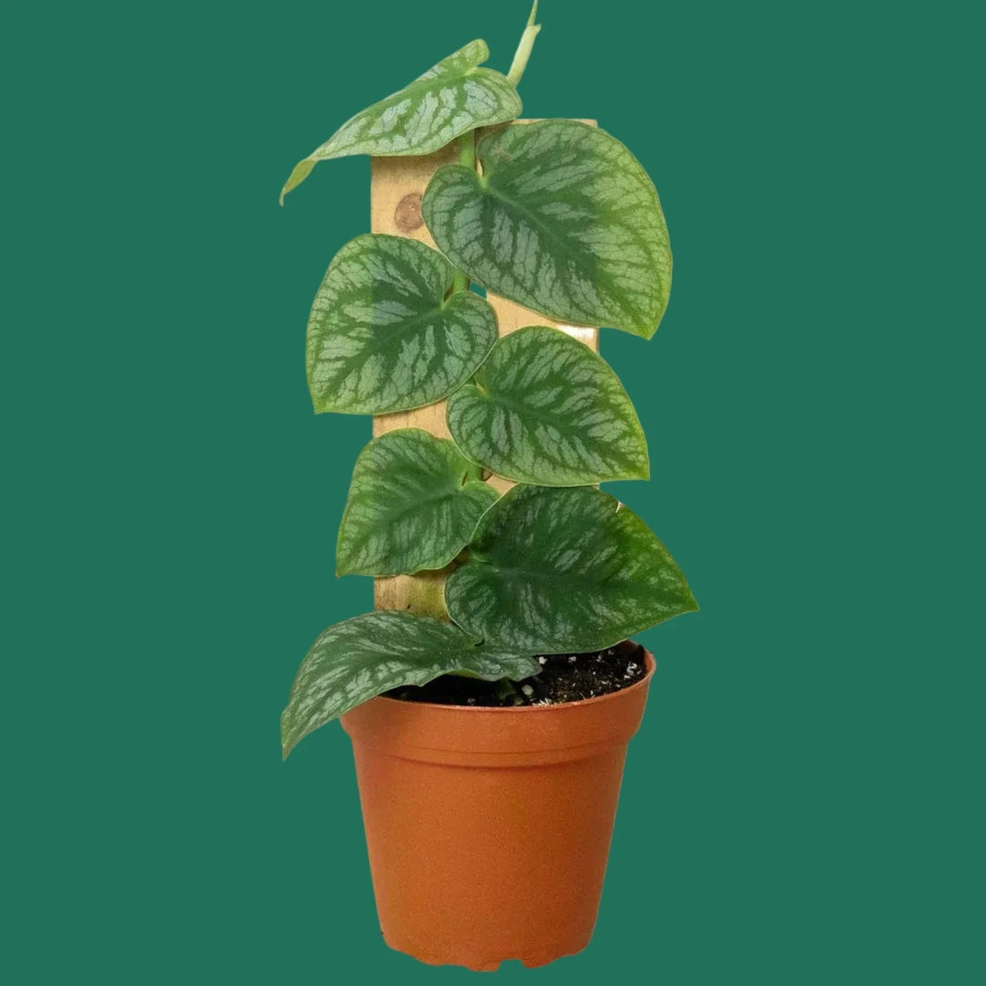 Potted green Monstera Dubia plant on a green background.