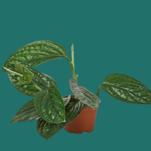 Potted MONSTERA PERU plant with green leaves on a green background.