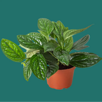Potted MONSTERA PERU plant with green leaves on a green background.