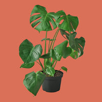 Potted green MONSTERA DELICIOSA plant on a neutral background FROM HOUSE OF AGAVE.