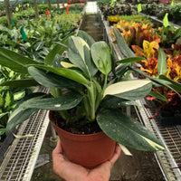 Person holding a rare Monstera standleyana potted plant in a greenhouse with various plants in the background from House of agave.