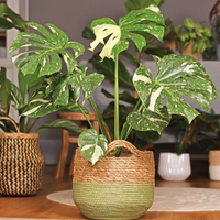 Decorative Thai Constellation Monstera plant in a woven basket on a wooden surface with a blurred indoor setting.