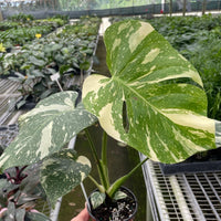 Hand holding a potted Monstera Thai Constellation plant with large green leaves in a greenhouse setting.