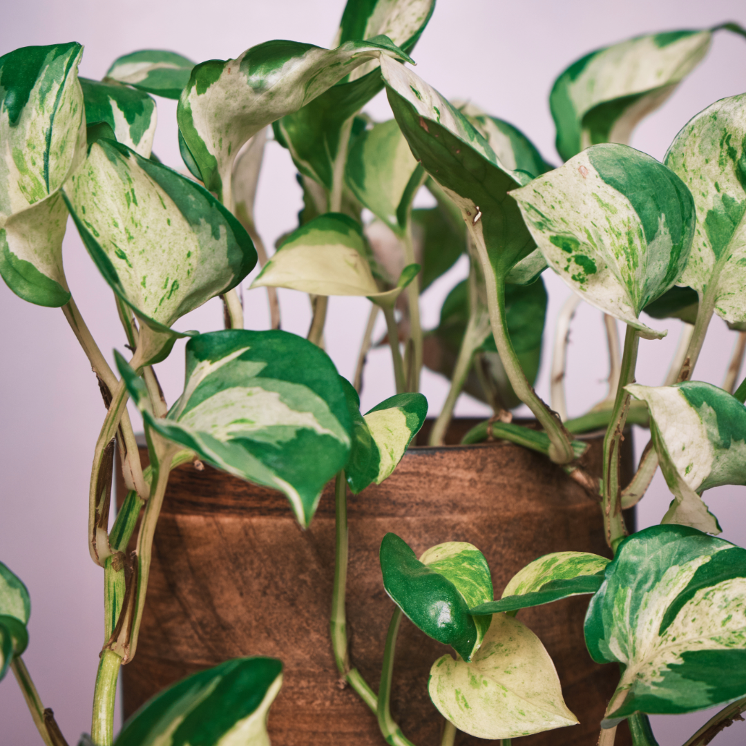 Pothos Manjula