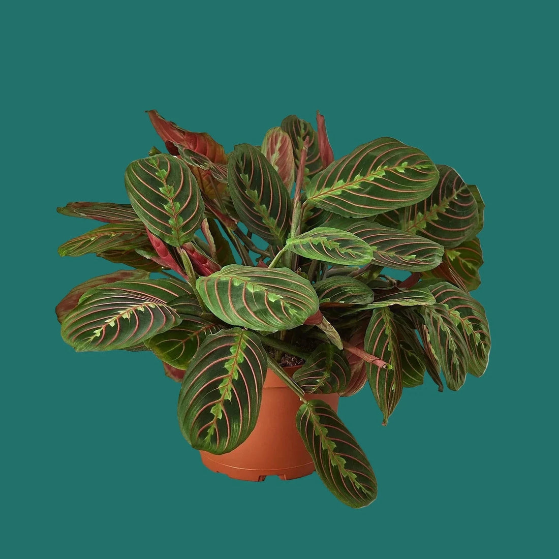 Potted Red Maranta Prayer Plant with green and red leaves on a green background from House of Agave.
