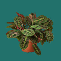 Potted Red Maranta Prayer Plant with green and red leaves on a green background from House of Agave.