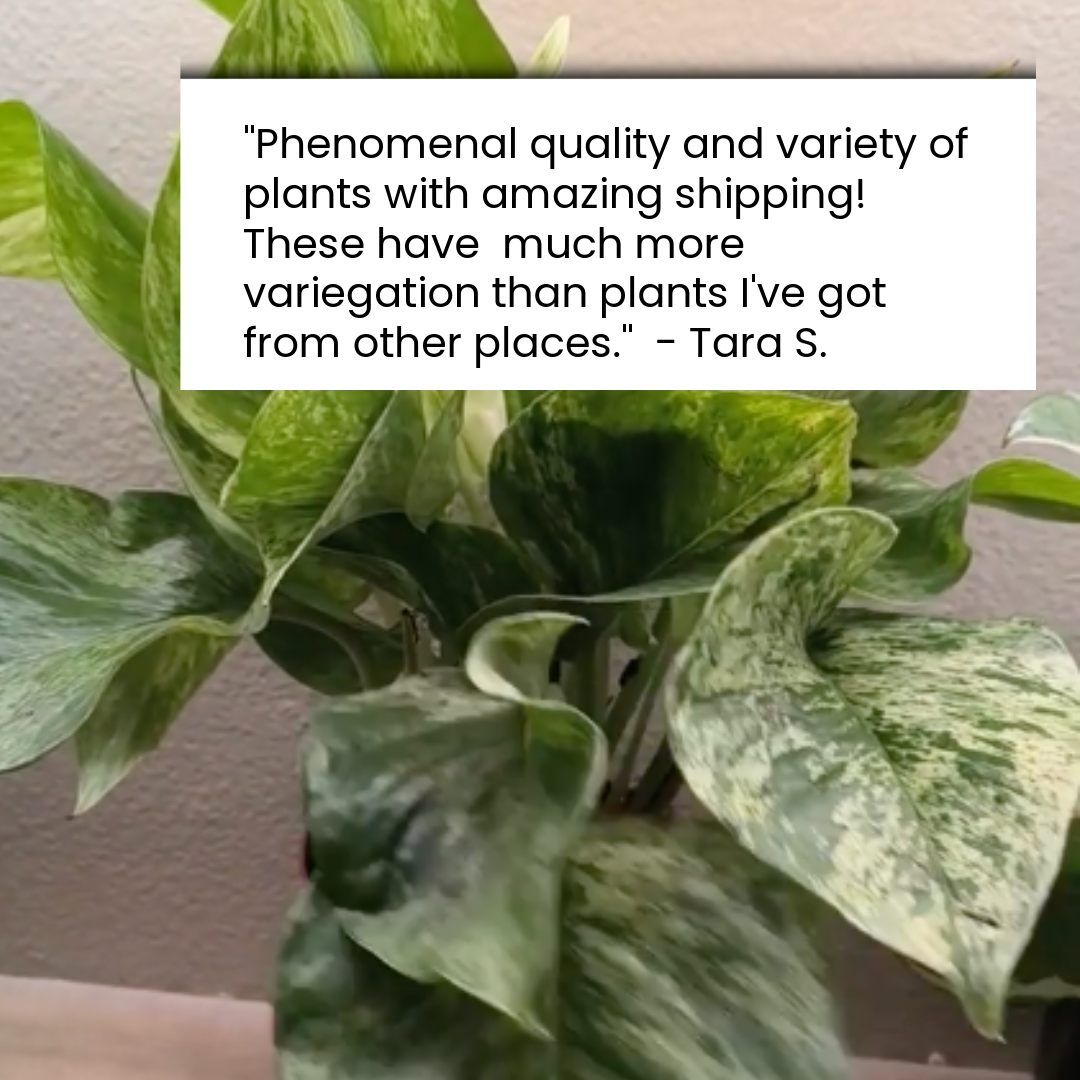 A close-up of a variegated Marble Queen Pothos houseplant with heart-shaped leaves, overlaid with a white text box containing a customer review quote from Tara S.
