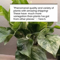 A close-up of a variegated Marble Queen Pothos houseplant with heart-shaped leaves, overlaid with a white text box containing a customer review quote from Tara S.
