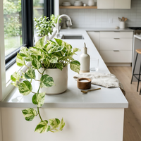 A green and white variegated Marlbe Queen pothos plant in a white ceramic pot, placed on a white kitchen island with a glass, a small wooden bowl, and a cloth nearby, set in a bright modern kitchen.