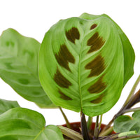 Close-up of a green Marana leaf with brown spots on a white background.
