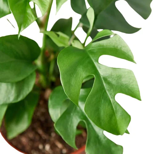 Close-up of a potted Monstera Minima plant with large green leaves on a green background.