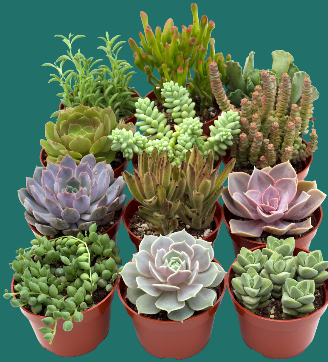 Collection of 12 potted succulents on a green background.