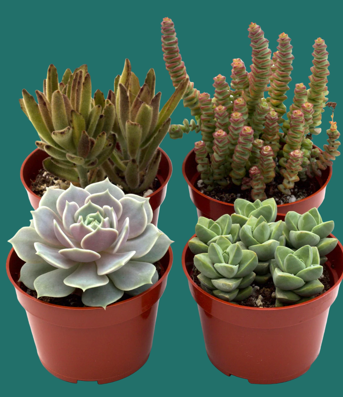 Four potted succulents on a green background from House of Agave.