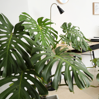 A large green Monstera plant in the foreground of a modern home office setup, with a teal armchair draped in a gray throw blanket, a wooden desk, and another potted plant in the background.