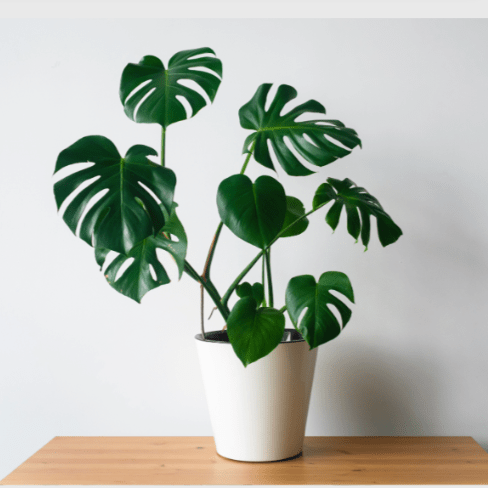 Monstera Deliciosa Plant in a white pot.