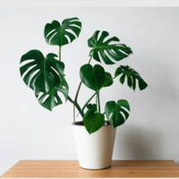 Monstera Deliciosa Plant in a white pot.