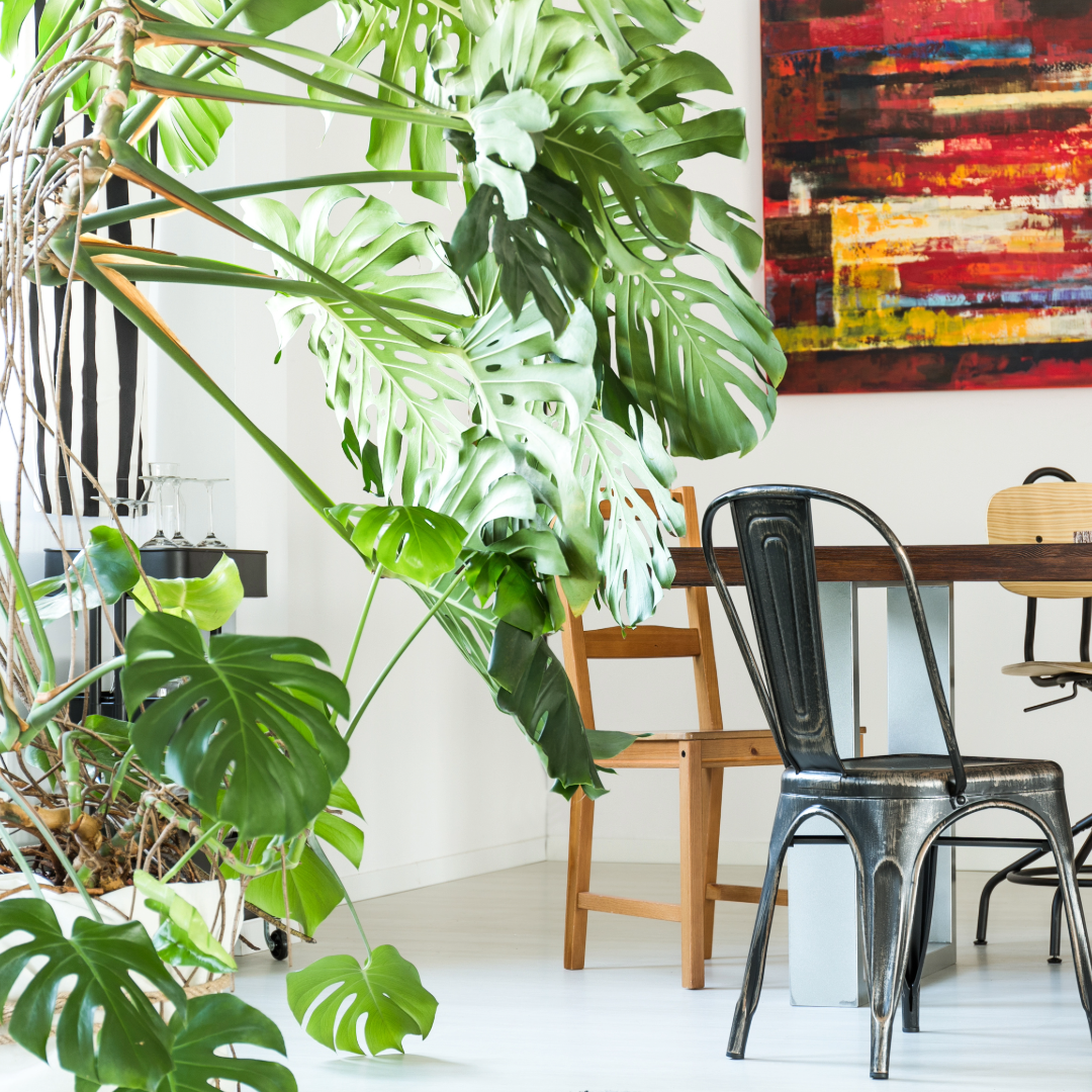 Monstera Deliciosa Plant in the kitchen.