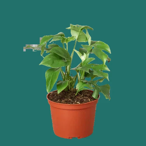 Potted Monstera Minima plant with green leaves in a terracotta pot on a green  background.