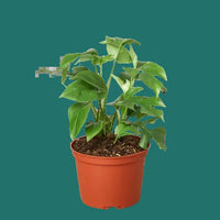 Potted Monstera Minima plant with green leaves in a terracotta pot on a green  background.