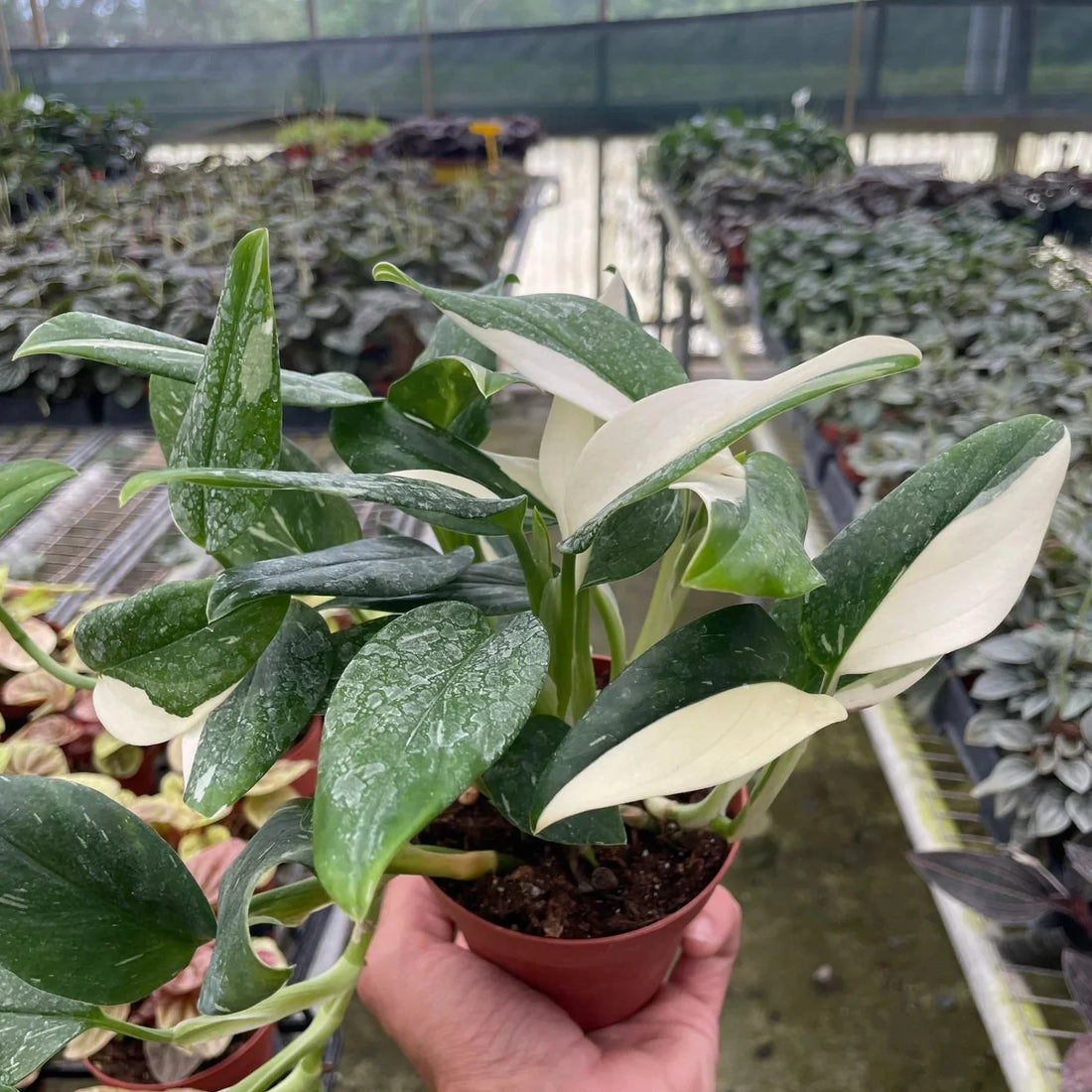 Hand holding a potted Monstera Standleyana plant in a greenhouse setting by House of Agave.