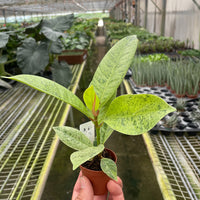 Small potted plant Ficus Shievereana plant held in a greenhouse setting.