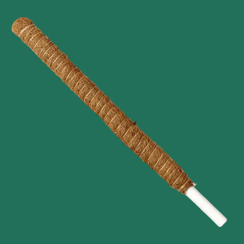 Brown cylindrical  Moss Pole for climbing plants against a plain green background.