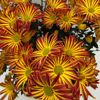 A dense cluster of chrysanthemum-like flowers with bright yellow petals and deep red edges, filling almost the entire frame against a plain light background.
