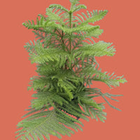 Young Norfolk Island Pine evergreen tree on plain background at House of Agave.