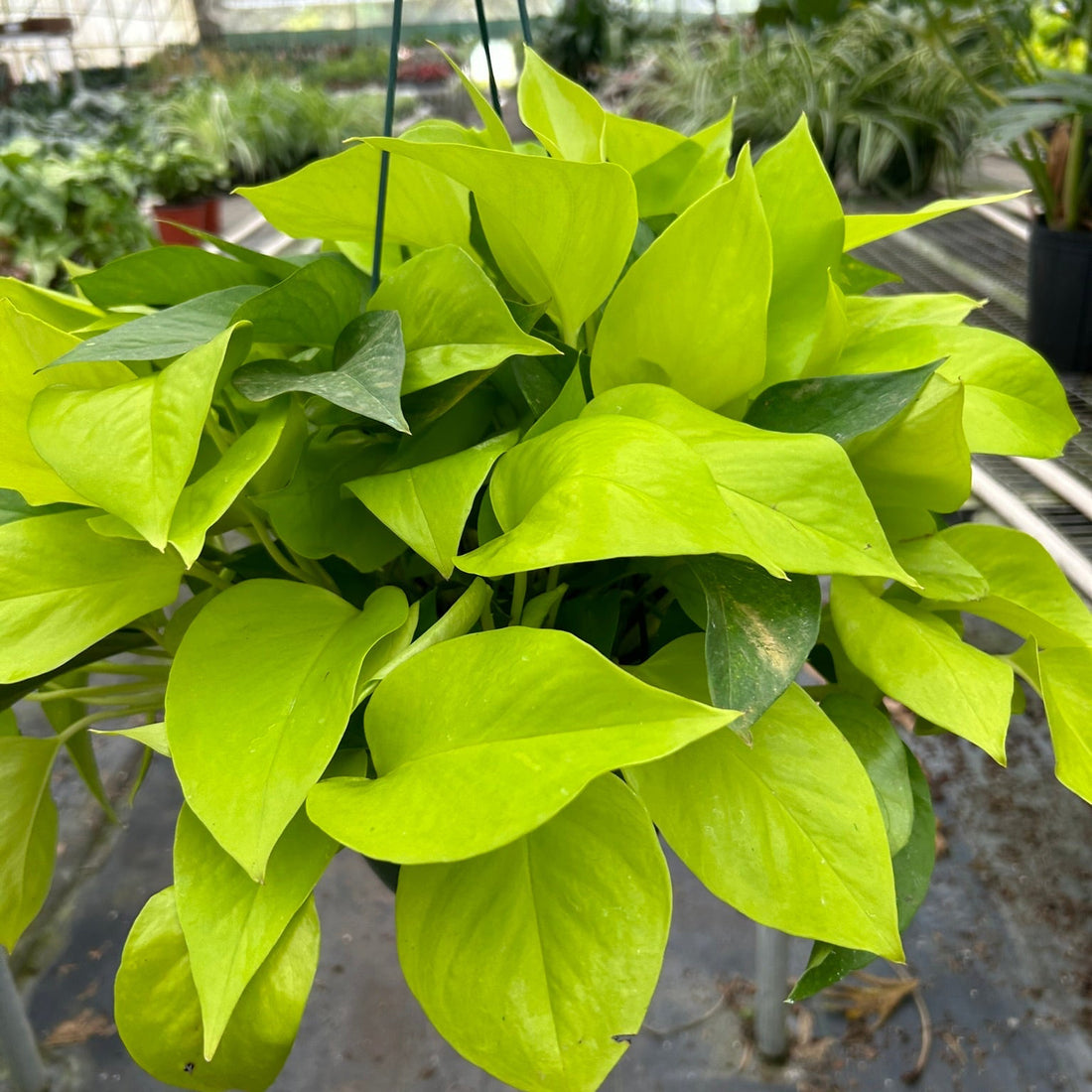 Green potted Neon Pothos houseplant in a greenhouse setting by House of Agave.