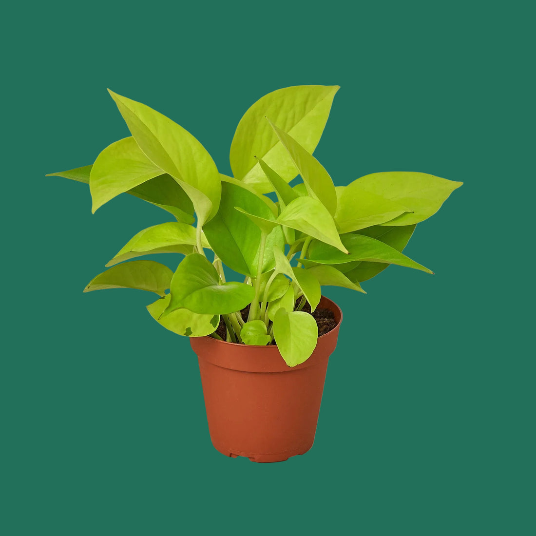 Potted neon green pothos plant on a green background from House of Agave.