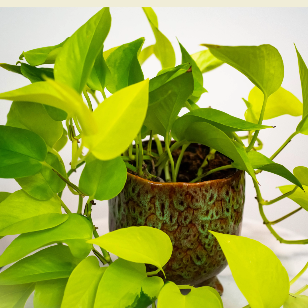Pothos Neon, Epipremnum pinnatum