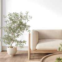 Potted Olive Tree in a room with a neutral floor and neutral beige sofa. 