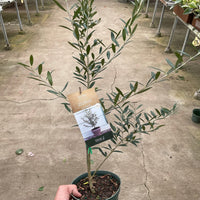 Potted olive tree held by a person on a concrete floor with other plants and tables in the background.