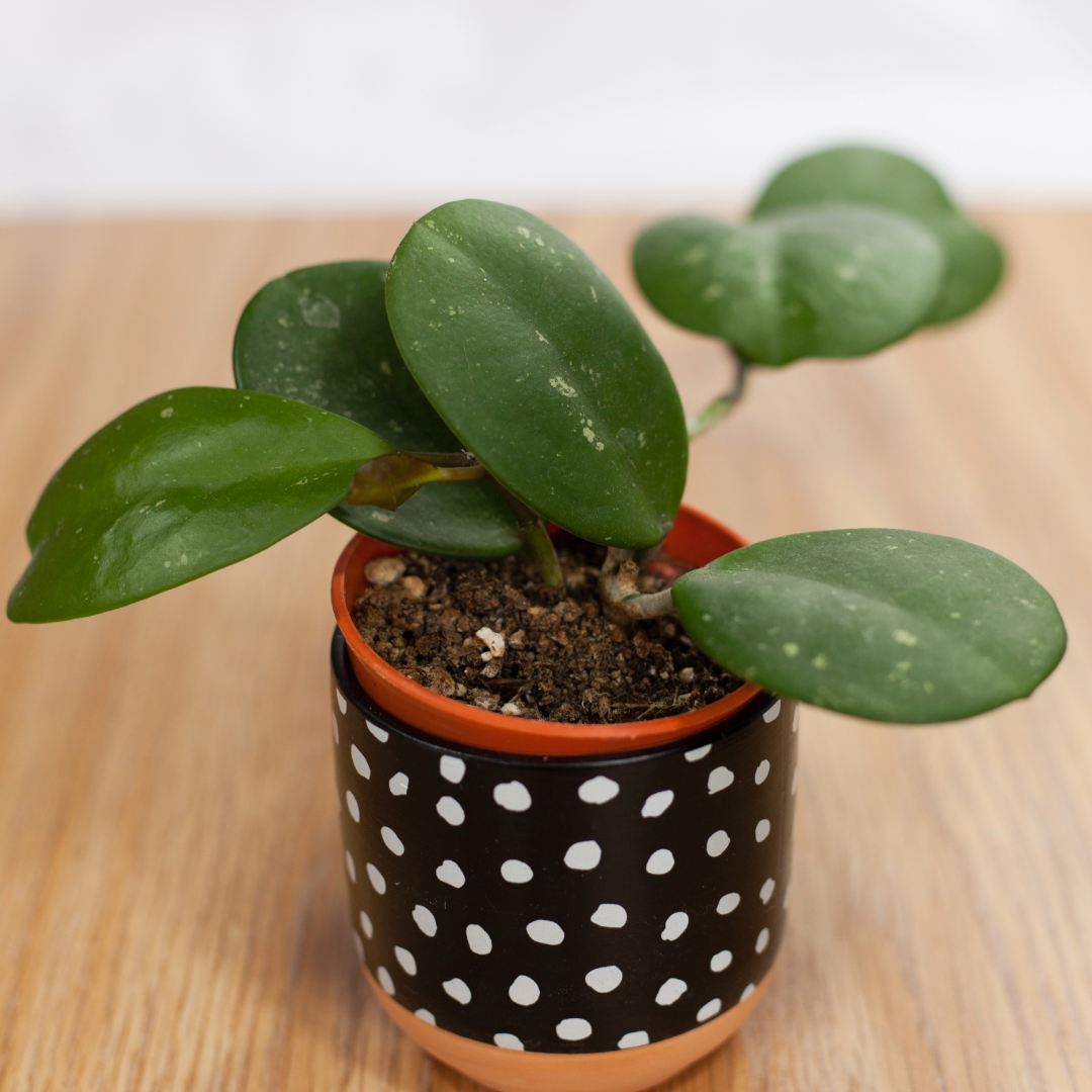 Hoya Obovata