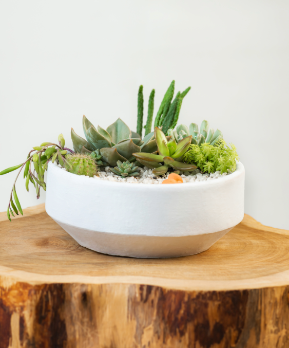 White ceramic bowl with succulents on a wooden surface