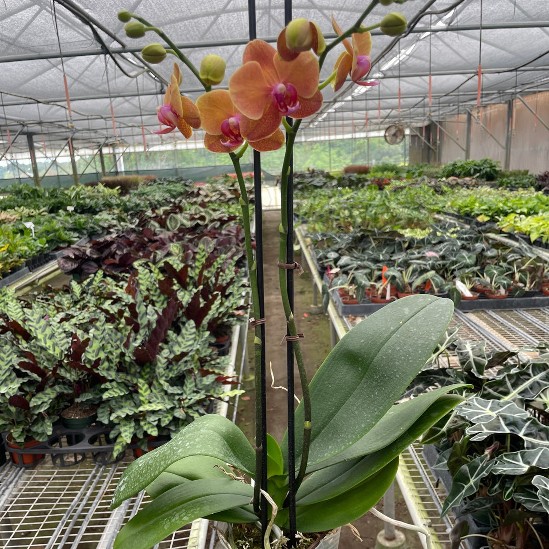Potted orchid held in a greenhouse with plants in the background