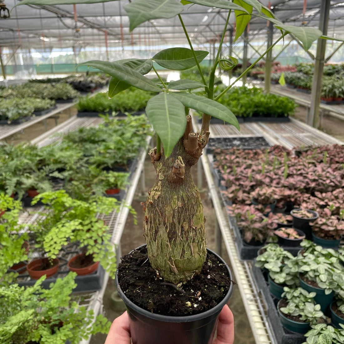 Potted PACHIRA AQUATICA MONEY TREE plant held in a greenhouse setting with other plants in the background at House of Agave.