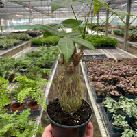 Potted PACHIRA AQUATICA MONEY TREE plant held in a greenhouse setting with other plants in the background at House of Agave.