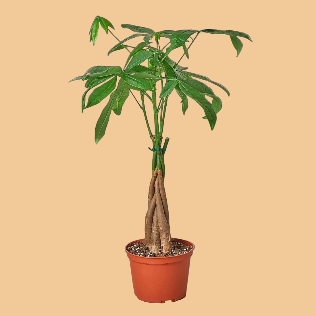 Potted Braided Money Tree  plant with green leaves and a brown pot on a terracotta background from House of Agave.