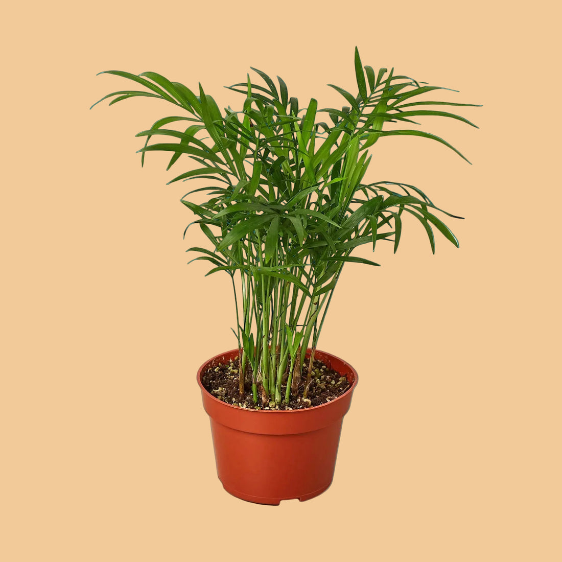 Potted Parlor Palm plant with green leaves in a red pot on a green background from House of Agave. 