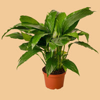 Potted Peace Lily plant with large green leaves on a peach background from the boutique online houseplant shop House of Agave.