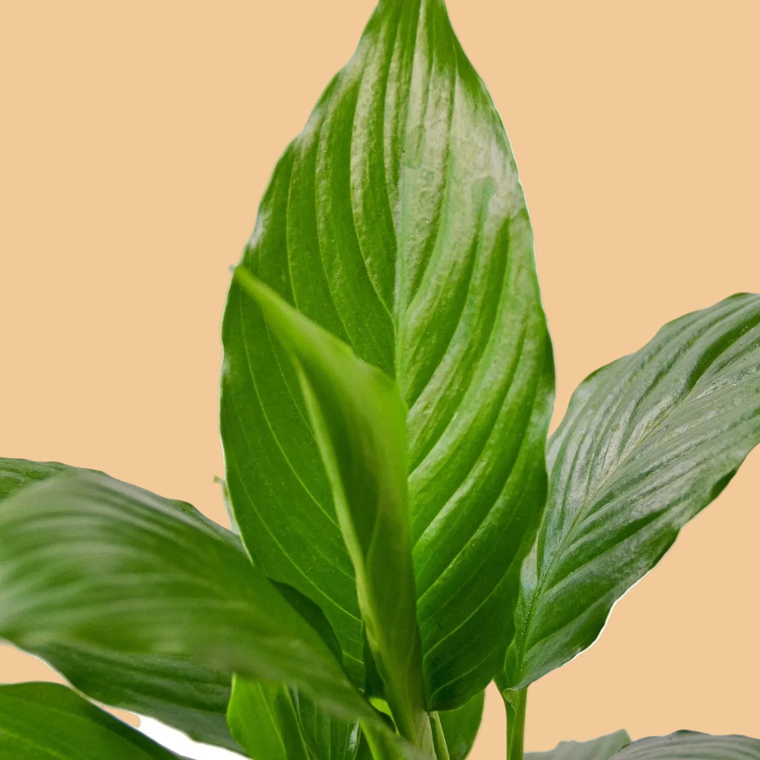 Potted Peace Lily plant with large green leaves on a peach background from the boutique online houseplant shop House of Agave.