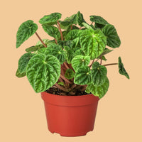 Potted Peperomia Ripple plant with green leaves in a red pot on a peach background by House of Agave.