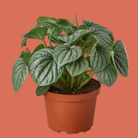 Potted Peperomia Frost plant with round green leaves on a terracotta background by House of Agave.