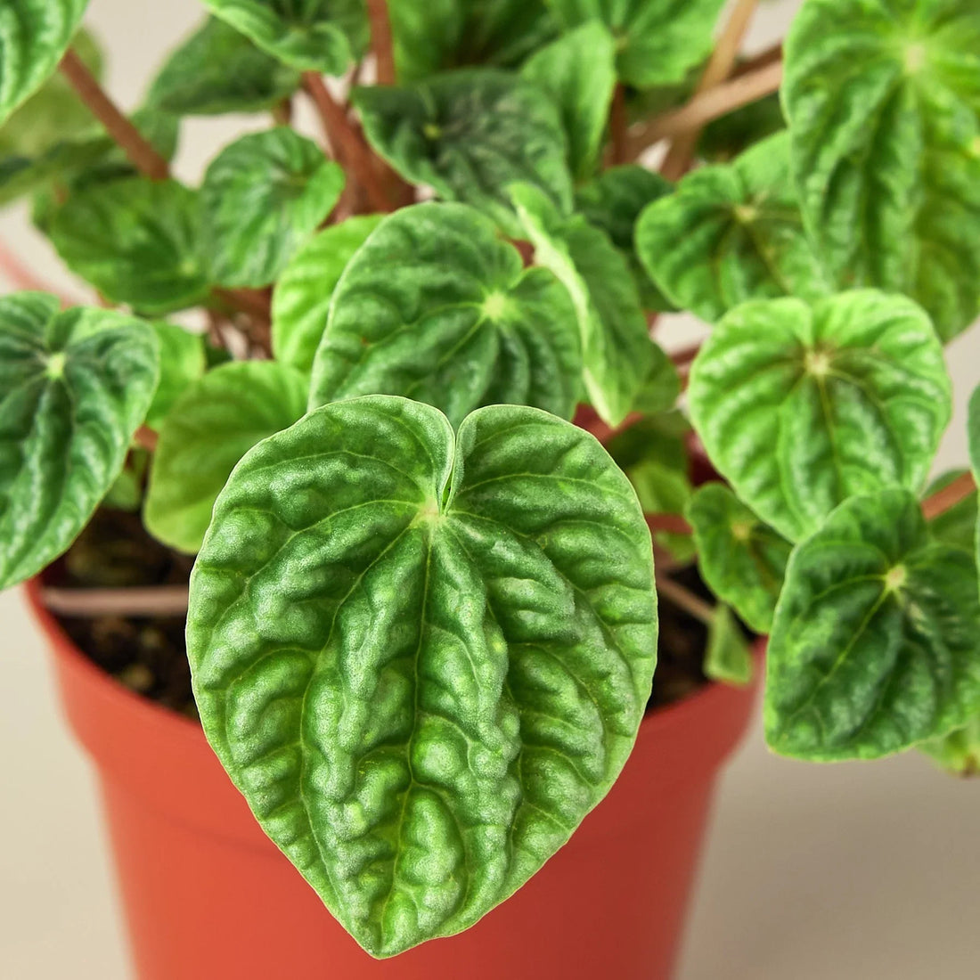 Potted Peperomia Ripple plant with heart-shaped green leaves on a neutral background from House of Agave.